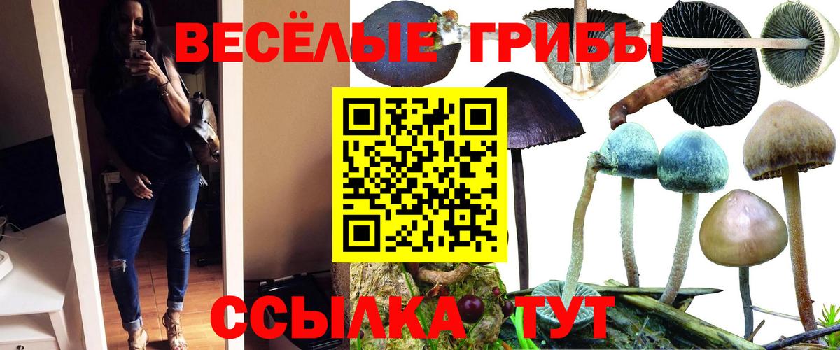 Урус-Мартан  Галлюциногенные грибы Cubensis  Вход с VPN 